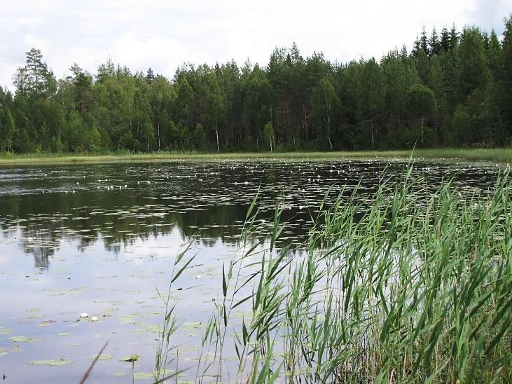 14 Kuva 21. Kankunlampi on mutapohjainen ja matala eutrofinen vesi. Kuva 22. Kankunlammen rannat ovat hetteiset.