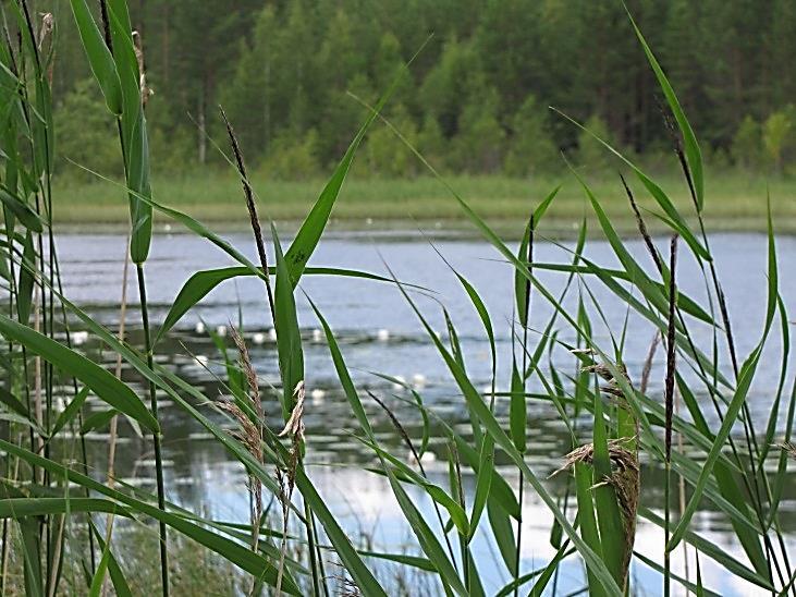 Kankunlampi, kohde 11 Kankunlammen pohjoisrannan täydennyskohde on etelärannan kohteen tavoin tavanomainen, vähitellen umpeen kasvava eutrofinen vesialue (Kuva 21.).