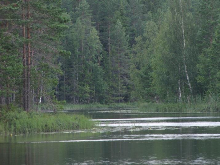 15 12. Meruunlampi, kohde 12 Meruunlampi on mutapohjainen, melko matala ja suorantainen. Lammen vesi on hyvin ruskeaa ja vesikasvilajisto indikoi eu-dystrofisuutta.