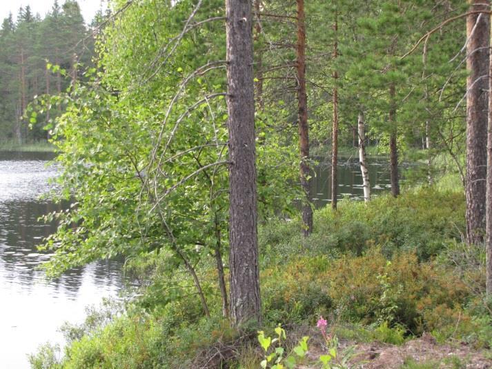 Lammen keskiosan lounaisrannan täydennyskohteen metsämaa on kivisen sedimenttimaan peittämää kalliomäkeä.