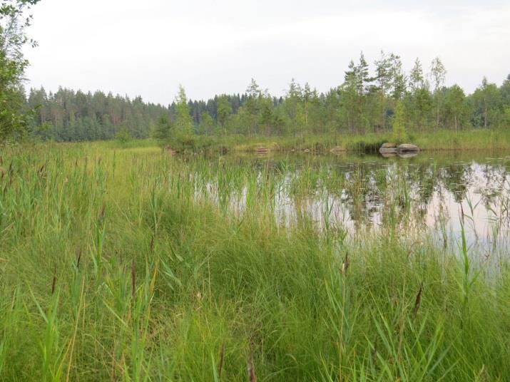 Tunnilanlampi, kohde 31 Tunninlammen koillisrannan vierekkäiset kohteet ovat lounaaseen laskevalla kivisellä harjusoramaalla. Rannan vesijättö ja ranta ovat kivistä hietaa.