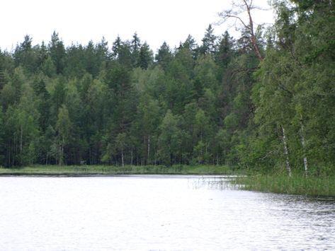 27 32. Avitlampi, kohde 32 Avitlammen pohjoispään koillisrannan täydennyskohde laakealla harjusorasedimentillä, joka viettää loivasti Avitlampeen.