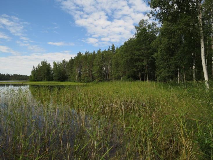 29 35. Luomanen, kohde 35 Luomasen pohjoisrannan täydennyskohde on pohjoisrannan pienessä lahdelmassa (Kuva 45.). Ranta on loivasti viettävää hiekkamaata.