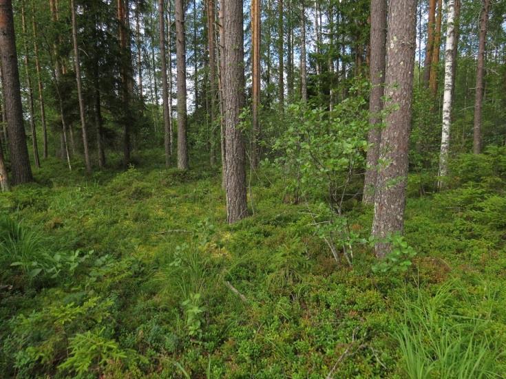 Täydennyskohteen kasvilajisto todettiin tavanomaiseksi kangasmetsien ja eutrofisten vesien lajistoksi. Rauhoitettuja tai uhanalaisia kasvilajeja ei todettu.