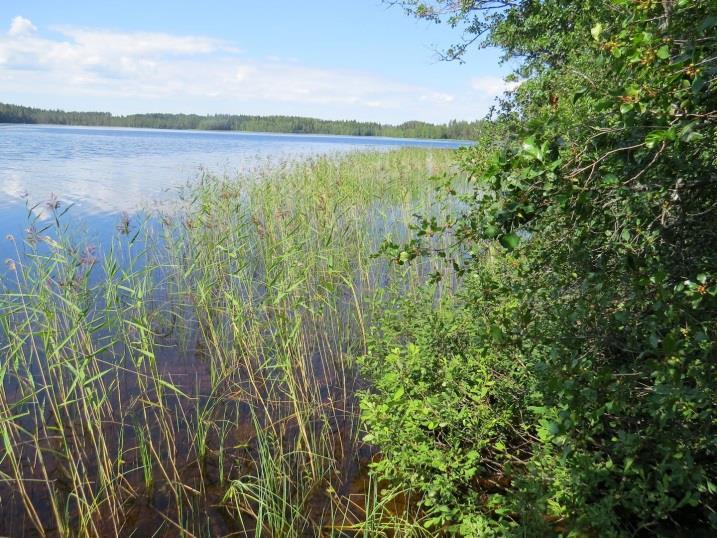 Täydennyskohteen harvennettua kuusikkoa (MT) Kuva 48. Täydennyskohteen kivistä sorarantaa luoteeseen päin kuvattuna.. 37.