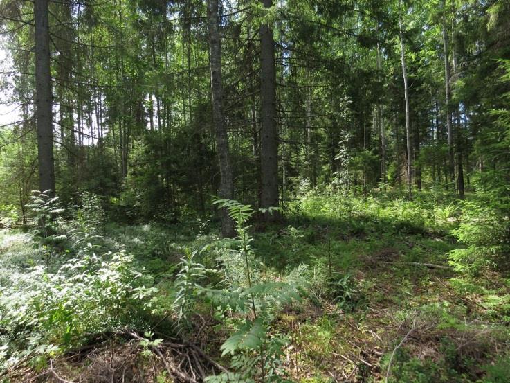 31 Kuva 49. Täydennyskohteen MT-kuusikkoa rantaan päin kuvattuna. Kuva 50. Täydennyskohteen kivinen soraranta. Taustalla näkyy ulpukkakasvustoja kellumassa. 38.