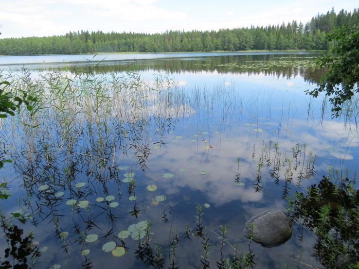 Metsä on maaston korkeammassa osassa kookasta männikköä (MT) ja alavammassa osassa kookasta kuusimetsää (MT). Metsät ovat talousmetsää (Kuvat 51. ja 52.). Ranta on matala ja sitä reunustaa sararaikko, jonka etureunassa oli todettavissa runsaasti mm.