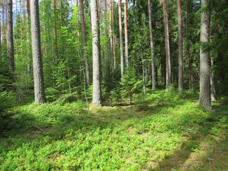 32 Kuva 51. Täydennyskohteen harjun korkeampaa osaa, jossa MT-männikköä. Kuva 52.