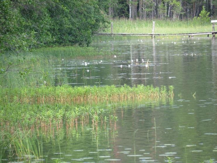 Täydennyskohteen metsämaa viettää loivasti kohti Kaitaa. Puusto on ensiharvennettua nuorta sekametsää (MT-kangasta).