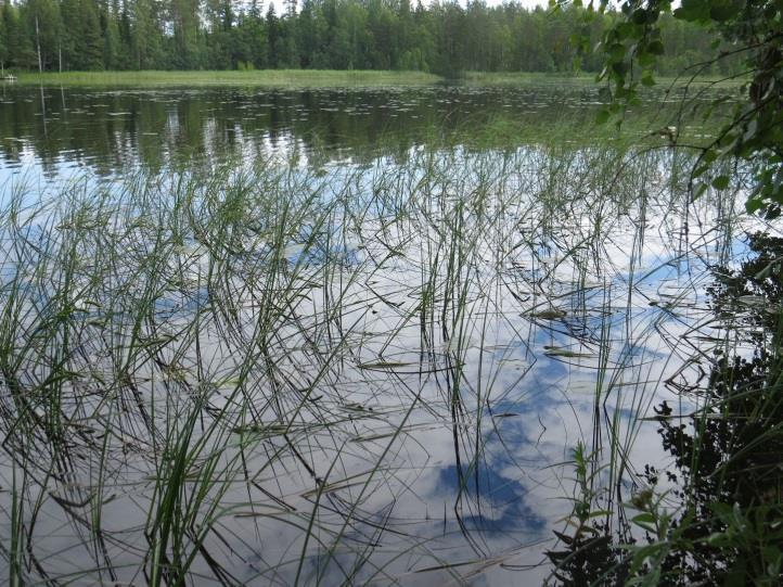 33 Kuva 55. Kuva täydennyskohteen rannasta. Kaidan pohjoispää on vesikasvien valtaama. Kuva 56.