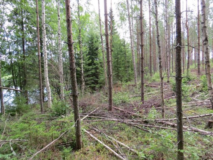 Kaita, kohde 40 Kaidan eteläpään vierekkäiset täydennyskohteet sijaitsevat Kaidan yli johtava sillan pohjoispuolella