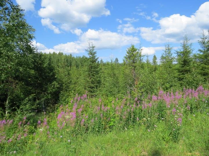 Aukealla kasvaa nuori kuusitaimikko (MT- ja lähellä rantaa OMT -kangasta) (Kuva 57.). Ranta on hietainen soraranta.