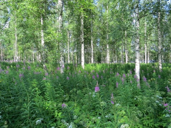 34 41. Kaita, kohde 41 Kaidan länsirannan täydennyskohde sijaitsee metsitetyllä pellolla (Kuva 59.).