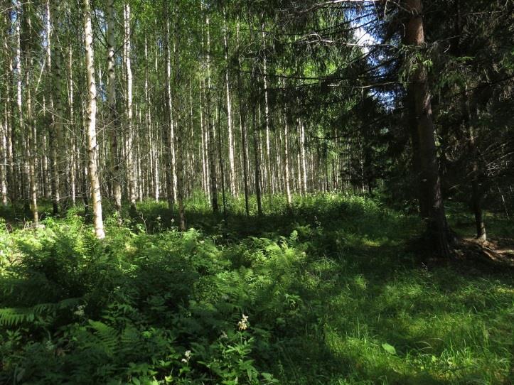 35 42. Inkinen, kohde 42 Inkisen pohjoisrannan täydennyskohde on hietamaata, entistä peltoa joka on istutettu koivulle. Aivan rannan tuntumassa kasvaa kookasta kuusimetsää (MT) 