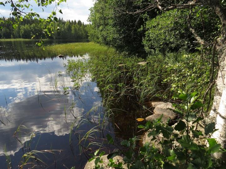 Rauhoitettuja tai uhanalaisia kasvilajeja ei todettu. Täydennyskohteen linnusto todettiin myös tavanomaiseksi. Uhanalaisia lintulajeja ei todettu. Liitooravaa, Kuva 61.