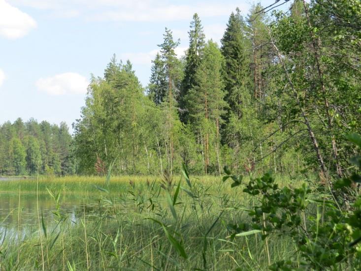 36 Täydennyskohteen linnusto todettiin myös tavanomaiseksi. Uhanalaisia lintulajeja ei todettu.