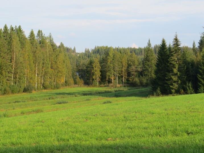 37 45. Majoo, kohde 45 Majoon pohjoisrannan täydennyskohde on kahden peltosaarekkeen ja niiden edustan ojitettujen luhtien väliin jää harjusoraniemi (Kuva 66.).