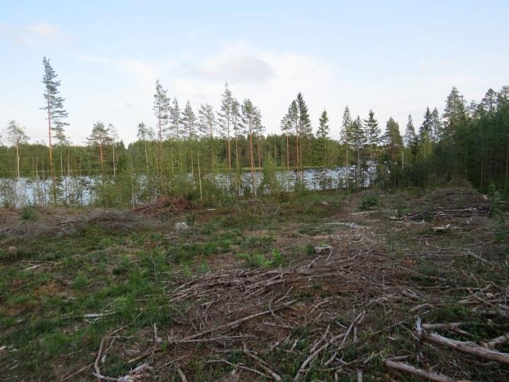 38 46. Majoo, kohde 46 Majoon lounaisrannan vierekkäiset täydennyskohteet sijaitsevat harjusorarinteessä.