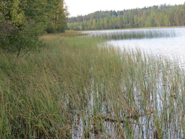 Rantarinteen mäntymetsä on avohakattu (MT -kangasta) (Kuva 69.). Harjun alarinteessä kulkee kapea rämevyöhyke rantaa myötäillen.