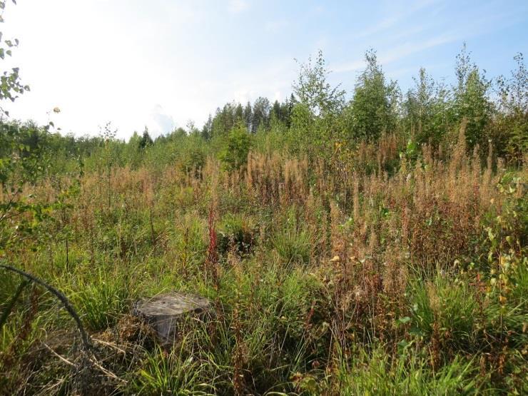 39 Kuva 70.täydennyskohteen 47 alueen metsä on avohakattu. (MT, alarinne paikoin OMT). Kuva 71.