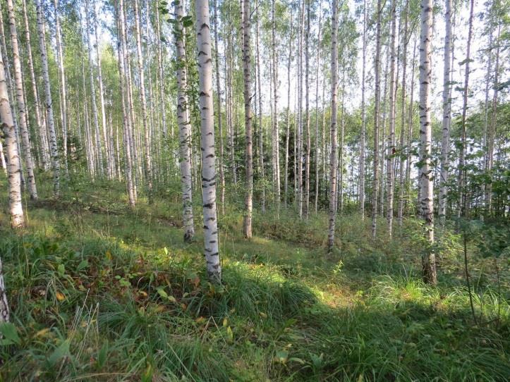 Ylä-Vekarainen, kohde 48 Täydennyskohde sijaitsee Ylä-Vekaraisen pohjoisrannan hakkuuaukealla (OMT -kangasta),