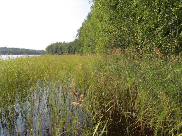 41 51. Ylä-Vekarainen, kohde 51 Kolme vierekkäistä täydennyskohdetta sijaitsevat Ylä-Vekaraisen kaakkoisrannan lahdessa, lahden itärannalla.