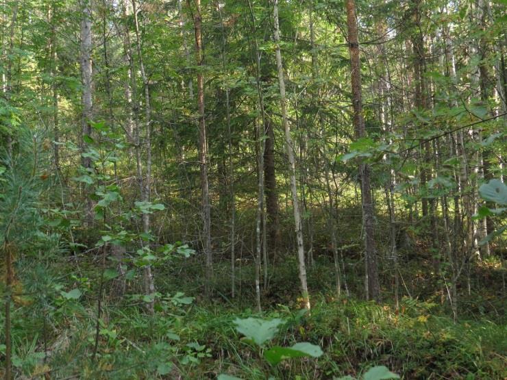 Rinnemetsä on nuorta ensiharvennusvaiheen sekametsää (MT) ja ranta on osin avointa dysoligotrofista rantaa ja osin järviruo on valloittamaa