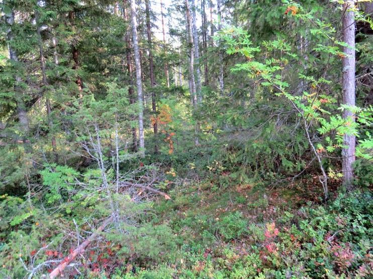 Pohjan sedimentti oli ruosteista. Kasvilajisto todettiin tavanomaiseksi tuoreen kankaan ja eu-dystrofisten vesien lajistoksi.