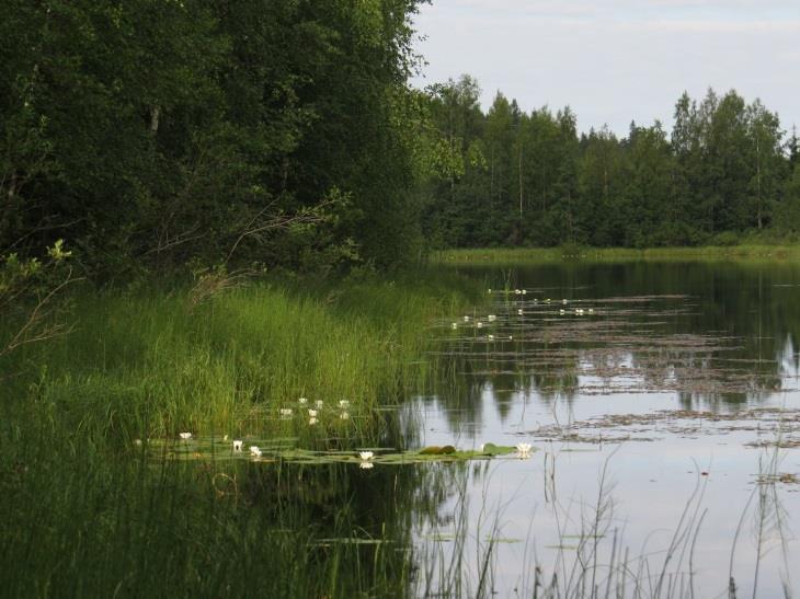 44 Täydennyskohteen kasvilajisto todettiin tavanomaiseksi kangasmetsien ja eutrofisten vesien lajistoksi. Rauhoitettuja tai uhanalaisia kasvilajeja ei todettu.