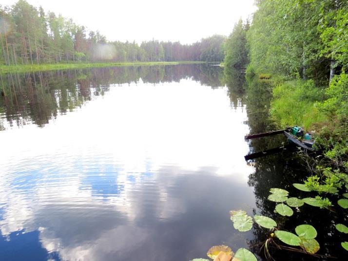 46 kiertää ojitettu isovarpuräme. Lampien vesi on hyvin ruskeaa ja lammen kasvilajisto indikoi dystrofista vettä. Täydennyskohteen rinnemetsä on mäntyä kasvavaa tuoretta kangasta (MT).