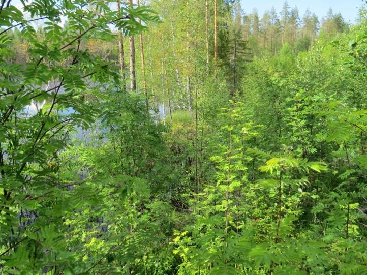 48 metsä on nuorta mäntytaimikkoa (MT -kangasta). Lampi on rämerantainen ja hyvin ruskeavetinen.