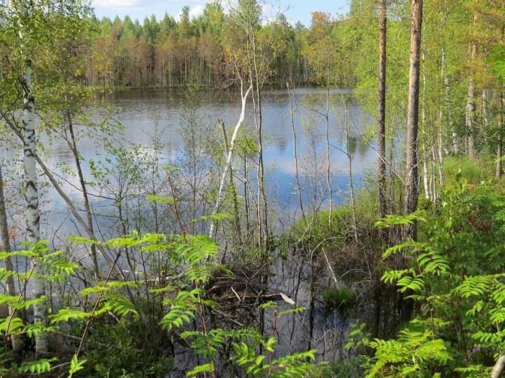 Täydennyskohteen linnusto todettiin myös tavanomaiseksi eikä uhanalaisia lintulajeja todettu.