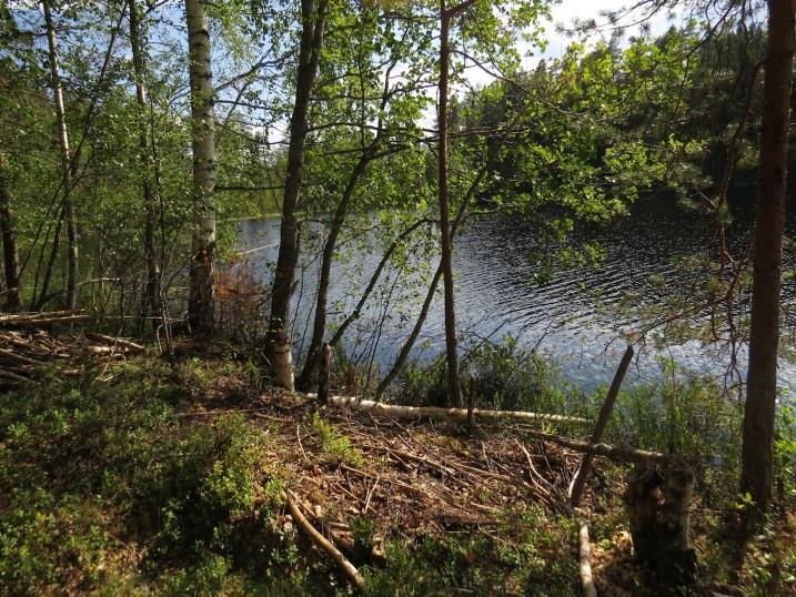 joka on pääosin avohakattu (Kuva 94.). Metsämaa vaihettuu lammen rantaan tultaessa rantarämeeksi ja lammen rantaa kiertää sararahkahetteikkö.