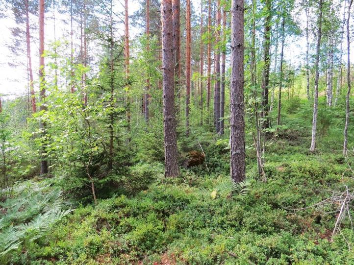 50 Kuva 94. Suuri-Majoon pohjoispään täydennyskohteen hakattua MT-kangasta. Kuva 95.