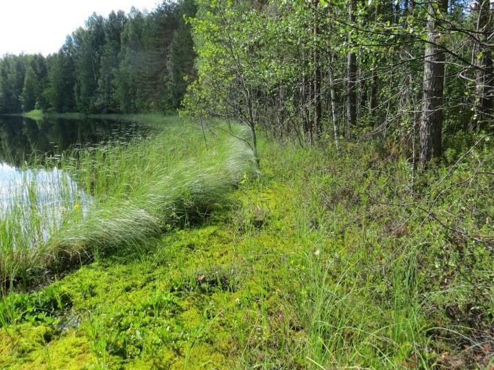 Haukilammen vesi on ruskeaa ja lampi on mutapohjainen (Kuva 96).