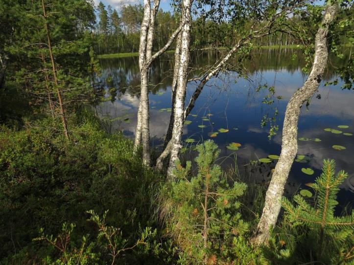 ), joka kauempana rannasta maaperän noustessa vaihettuu lehtomaiseksi kankaaksi (OMT) ja edelleen tuoreeksi kankaaksi (MT).