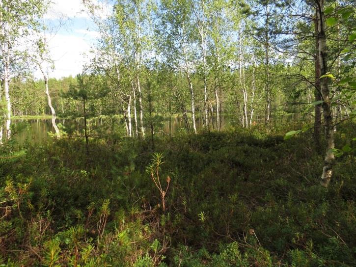 Aivan täydennyskohteen vierestä kulkee lammen yli sähkölinja.