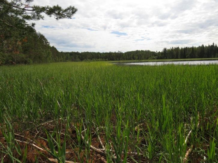 51 65. Hanlampi, kohde 65 Hanlampi on matala mutapohjainen eutrofinen vesi, joka vähitellen kasvaa umpeen. Muun muassa ulpukkaa ja siimapalpakkoa oli todettavissa koko lammen alalla (Kuva 98.).