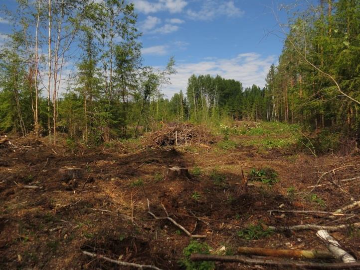 Täydennyskohteen kasvilajisto todettiin tavanomaiseksi kangasmetsien ja eutrofisten vesien lajistoksi. Rauhoitettuja tai uhanalaisia kasvilajeja ei todettu.