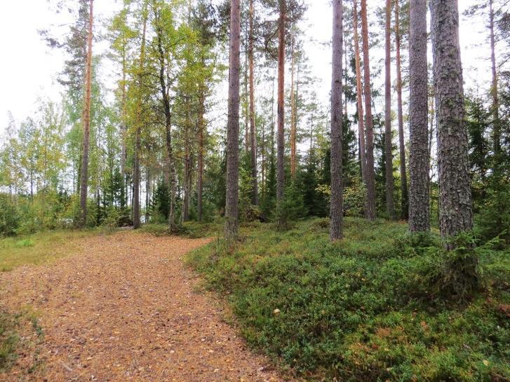 52 D. Iijärvi ja ympäristön pienvedet (LIITTEET, Kartta 4) 66. Iijärvi, kohde 66 Iijärven länsirannan täydennyskohde on laakealla hiekkakumpareella.