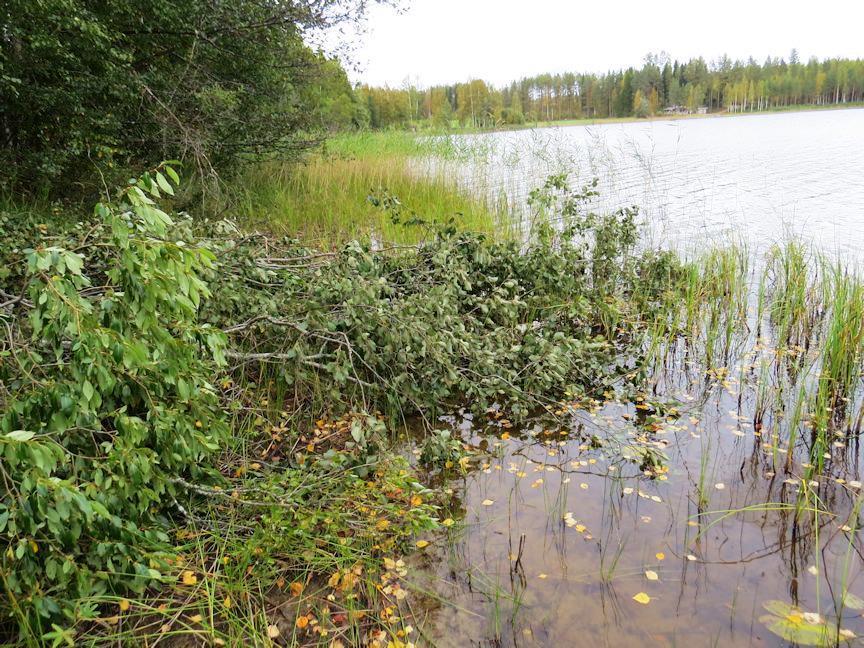 Täydennyskohteen kasvilajisto todettiin tavanomaiseksi kangasmetsien, lehtokorpien ja eu-dystrofisten vesien lajistoksi. Rauhoitettuja tai uhanalaisia kasvilajeja ei todettu.