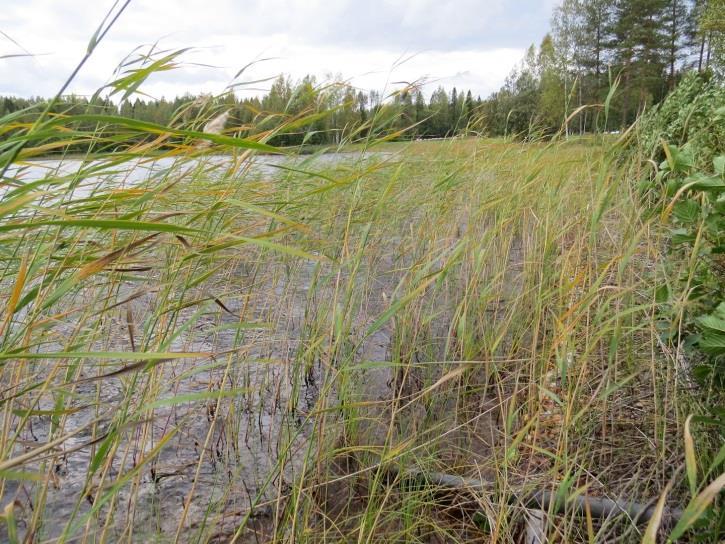 54 Kuva 104. Täydennyskohteen 68 hietapohjaisen rannan harvaa järviruokokasvustoa. Kuva 105.