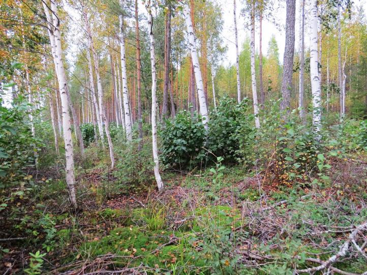 Täydennyskohteen 68 harvennettua MT-männikköä vesijättömaalla. Kuva 107.