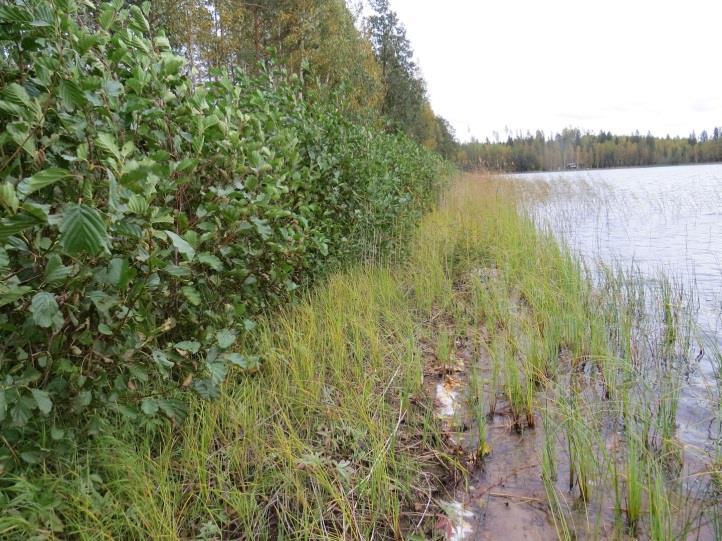 täydennyskohteessa 68 (kts. edellä). Rinnemaan harvennettu sekametsä on lehtomaista kangasta (OMT) (Kuva 105.