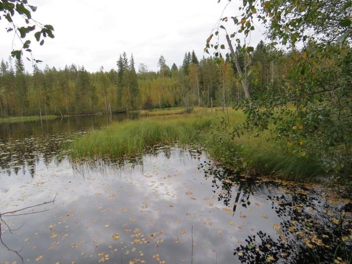 57 Täydennyskohteiden linnusto todettiin niin ikään tavanomaiseksi. Uhanalaisia lintulajeja ei todettu. Liito-oravaa, 73.