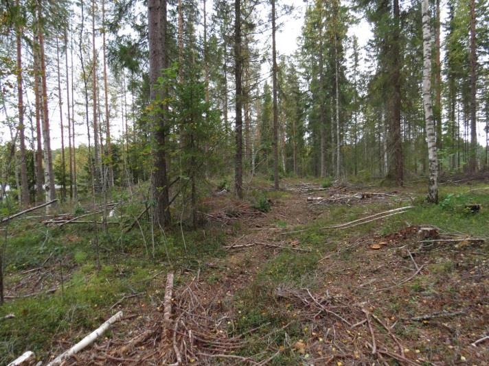 Kortelammen eteläpuolen lampi, kohde 76 Täydennyskohde sijaitsee pienen lammen itärannalla.