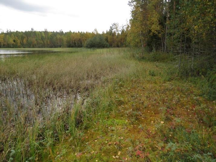 Täydennyskohteen metsämaa on alava ja lähes lammen vedenpinnan tasossa, jonka vuoksi se on kostepohjainen.