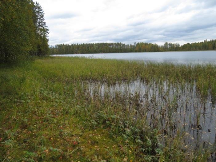 Täydennyskohteen kasvilajisto todettiin tavanomaiseksi tuoreiden kankaiden ja dystrofisten vesien lajistoksi.