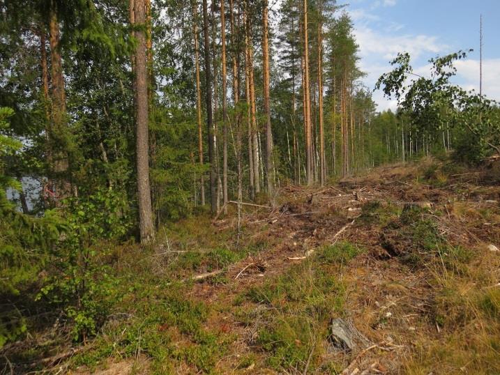 Syväri, kohde 1 Syvärin etelärannan kahdesta vierekkäistä täydennyskohteesta läntisempi sijaitsee viljelemättömällä pellolla (Kuva 1.) 