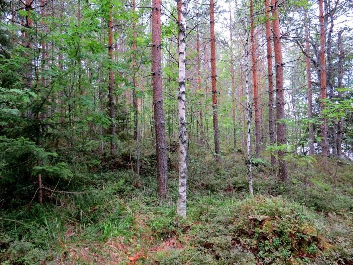 ulpukkaa todettiin runsaasti koko lahden alueella ja paikoin rannat kasvoivat runsaasti pullo- ja jouhisaraa. Myllylahti todettiin eudystrofiseksi vedeksi (Kuva 3.).